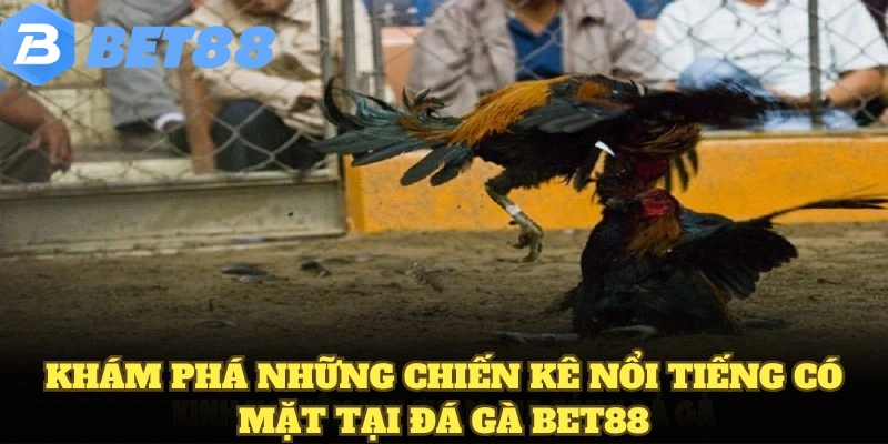 đá gà bet88 7 Khám phá những chiến kê nổi tiếng có mặt tại đá gà BET88