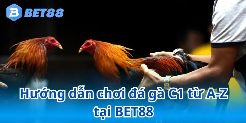 Đá Gà C1 BET88 - Thế Giới Của Những Chiến Kê Dũng Mãnh 7 Đá gà C1 - Đấu trường cá cược hàng đầu tại BET88