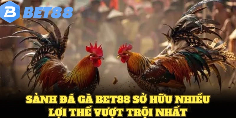 đá gà bet88 6 Sảnh đá gà BET88 sở hữu nhiều lợi thế vượt trội nhất